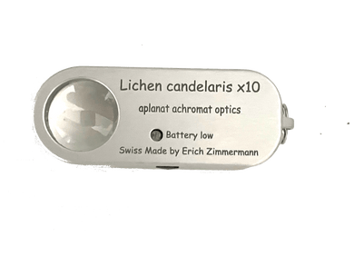 Lichen candelaris 10x - luper.no