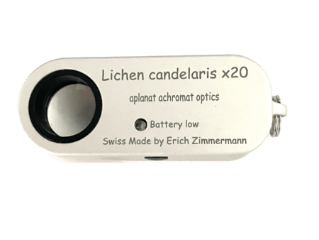 Lichen candelaris 20x - luper.no